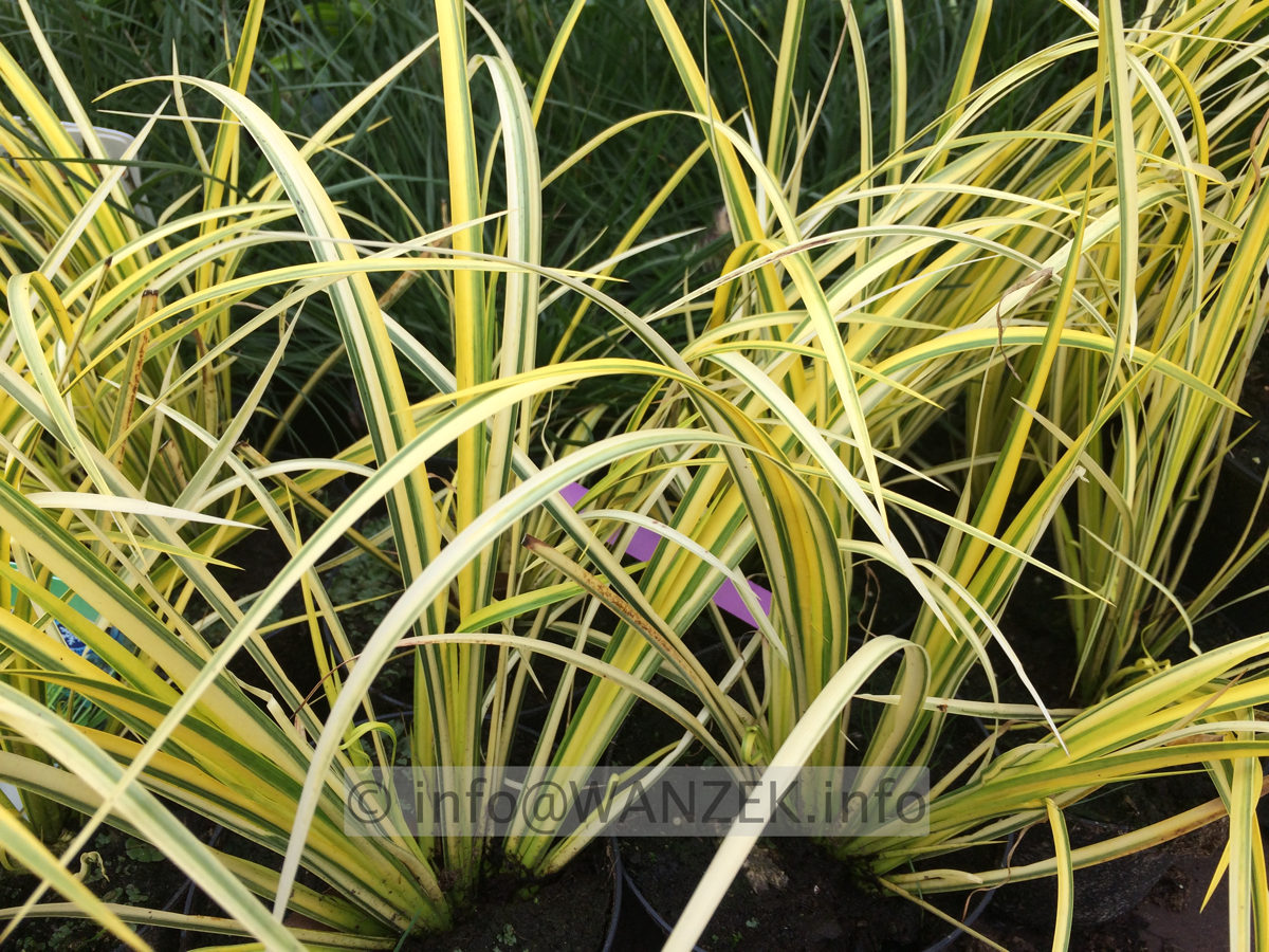 Acorus gramineus Ogon 01.JPG